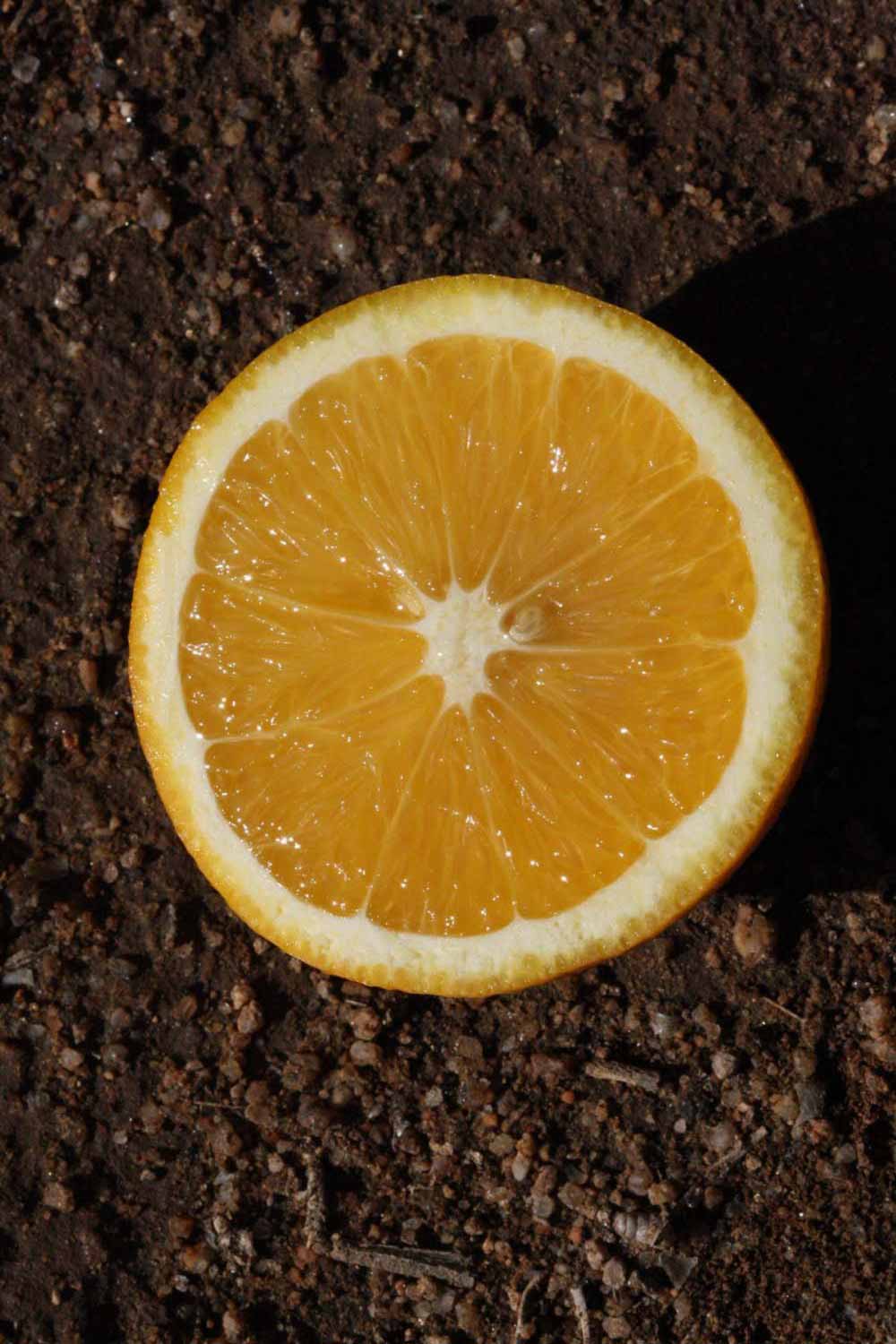                 Fruit cross-section (Precoce de Valence,   Riverside, CA)       